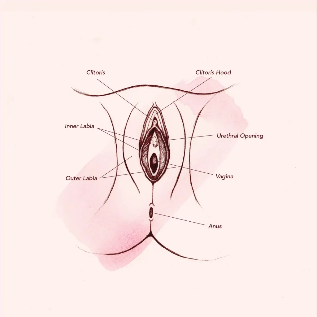 vagina-vulva